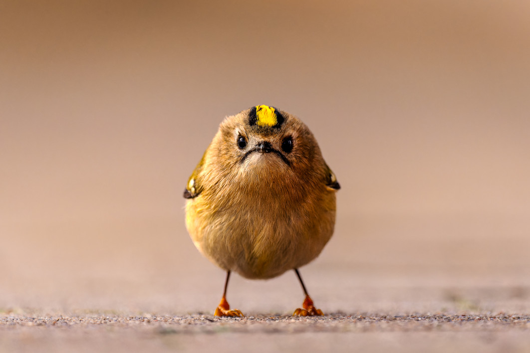 Fot. Jan Wittmer, "Angry Bird", zdjęcie finałowe / Nikon Comedy Wildlife Photograpy Awards 2026