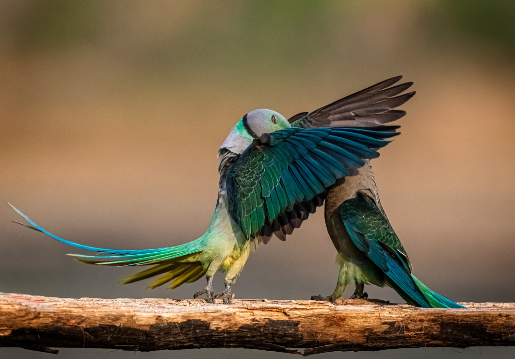 Fot. Jeetendra Chaware, "The Secret Kiss", zdjęcie finałowe / Nikon Comedy Wildlife Photograpy Awards 2026