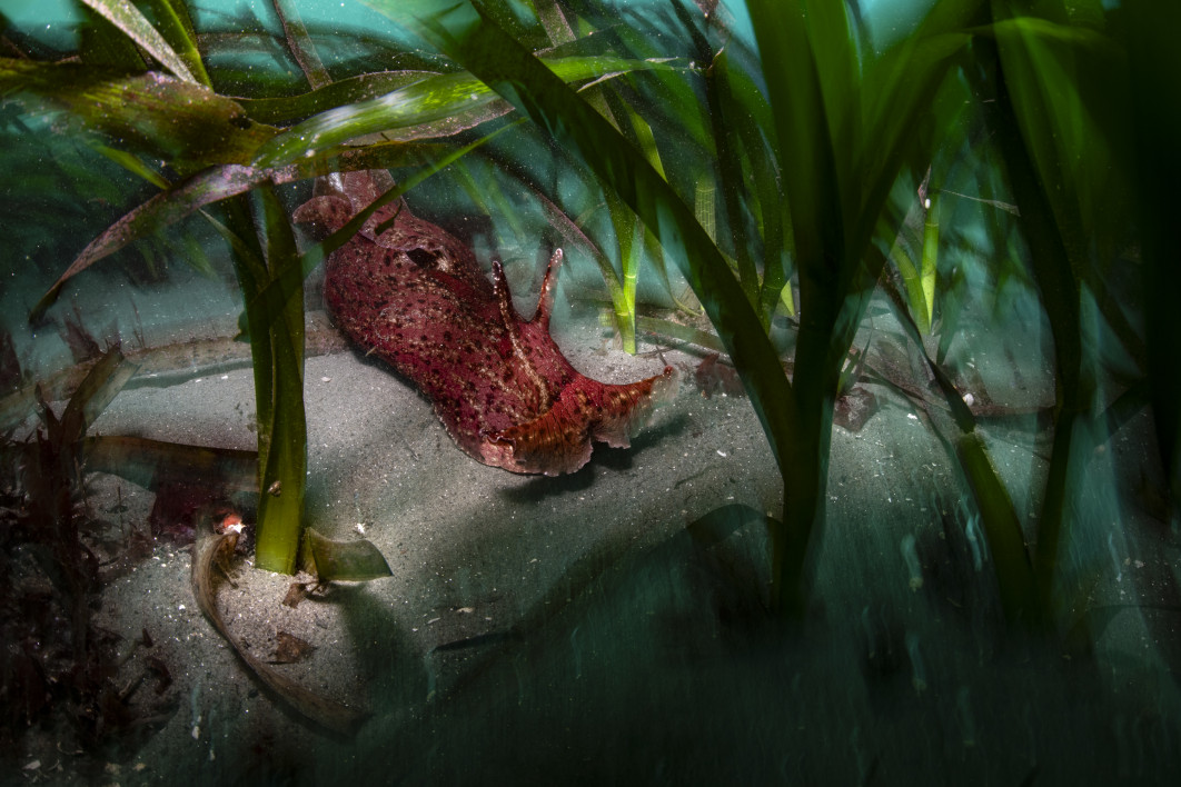 <strong>Fot. Ralph Pace / Wildlife Photographer of the Year 2026</strong><br /><br />

Ralph Pace sfotografował zająca morskiego przemieszczającego się przez łąkę trawy morskiej w zatoce Monterey. W płytkich wodach u wybrzeży Pacyfiku wieczorne światło podkreśliło charakterystyczną sylwetkę morskiego ślimaka, któremu zawdzięcza on swoją nazwę. Fotograf chciał pokazać nieoczywistą, budzącą nadzieję scenę przedstawiającą „łagodnego olbrzyma chroniącego ostatnie zielone łąki morza”. Zające morskie odgrywają ważną rolę w odbudowie podwodnych łąk, zjadając czerwone glony ograniczające dostęp światła. Trawy morskie mają duże znaczenie dla ekosystemów przybrzeżnych i są również istotnym magazynem dwutlenku węgla.
