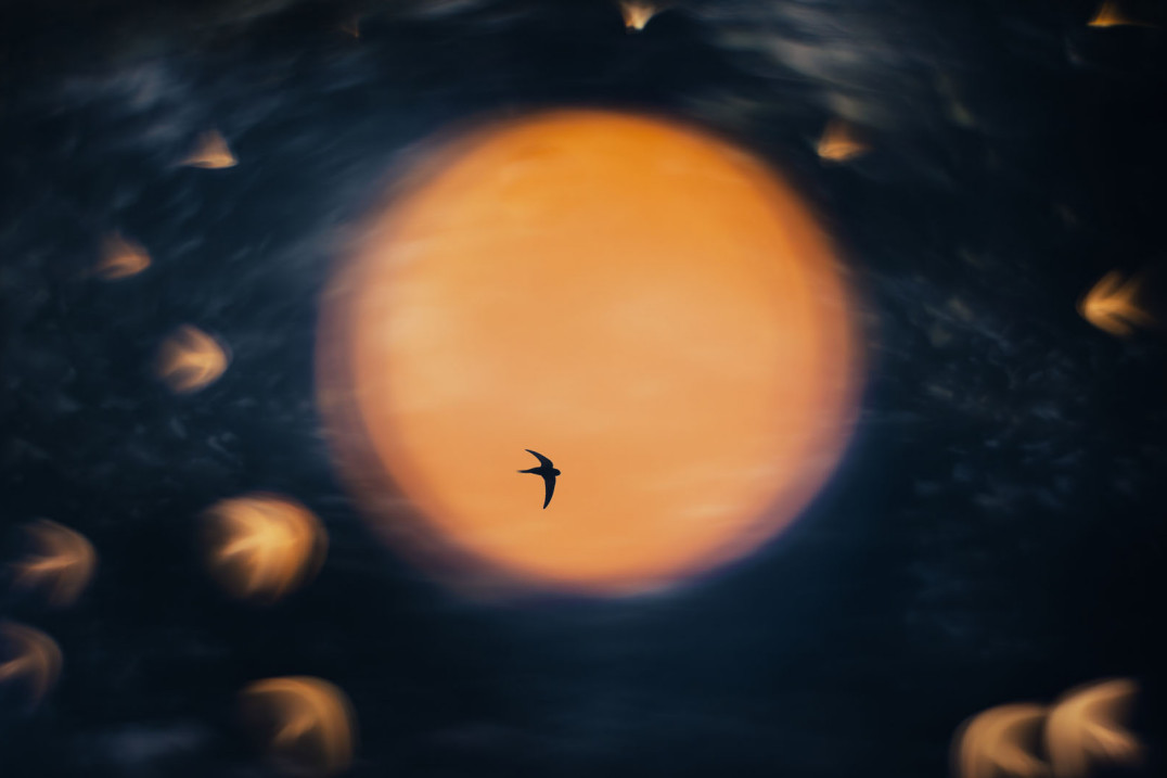 Nature Photographer of the Year 2025 - zobaczcie najlepsze zdjęcia natury. Polacy wśród wyróżnionych