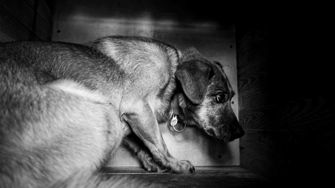 Fot. Mikołaj Szymkowiak, Technikum TEB Edukacja kierunek Fotografia i Multimedia, 1. miejsce w kat. Young Poland - Stories / Grand Press Photo 2024<br></br><br></br> Trzy lata temu schronisko dla zwierząt w Gnieźnie zmieniło kierownictwo. Wydawało się, że wszystko będzie lepsze. Zniknie koci katar, parwowiroza czy też ludzka zawiść. Z tymi przeciwnościami zmagać się muszą pracownicy gnieźnieńskiego schroniska. Reportaż pokazuje problem praw zwierząt oraz ich bezdomności, bez cenzury.