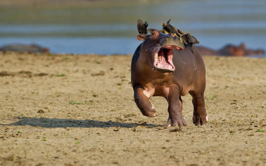 fot. comedywildlifephoto.com