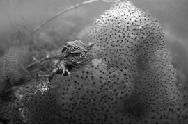 GINO SYMUS - Mating toads - II miejsce w kategorii Nature and Wildlife (zdjęcie z serii)