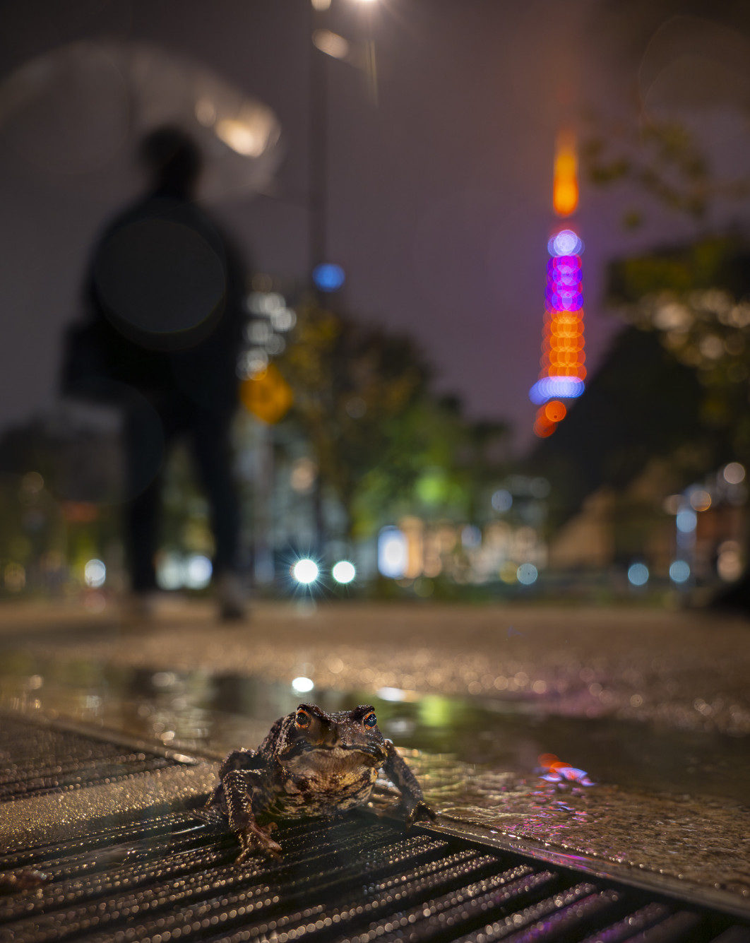 <strong>Fot. Sora Miyazawa / Wildlife Photographer of the Year 2026</strong><br /><br />

Sora Miyazawa sfotografował ropuchę japońską wędrującą ulicą po deszczu. Natknął się na nią w samym sercu Tokio, jednej z największych metropolii świata. Korzystając z długiego czasu naświetlania, zdążył skomponować kadr, zanim ropucha wskoczyła z powrotem w krzewy, z których wcześniej wyszła. Nie wiadomo dokładnie, w jaki sposób gatunek ten radzi sobie w mieście zamieszkanym przez 14 mln ludzi. Ropuchy lepiej niż wiele innych płazów radzą sobie jednak z przemieszczaniem się i zasiedlaniem nowych środowisk, również takich jak tereny miejskie.