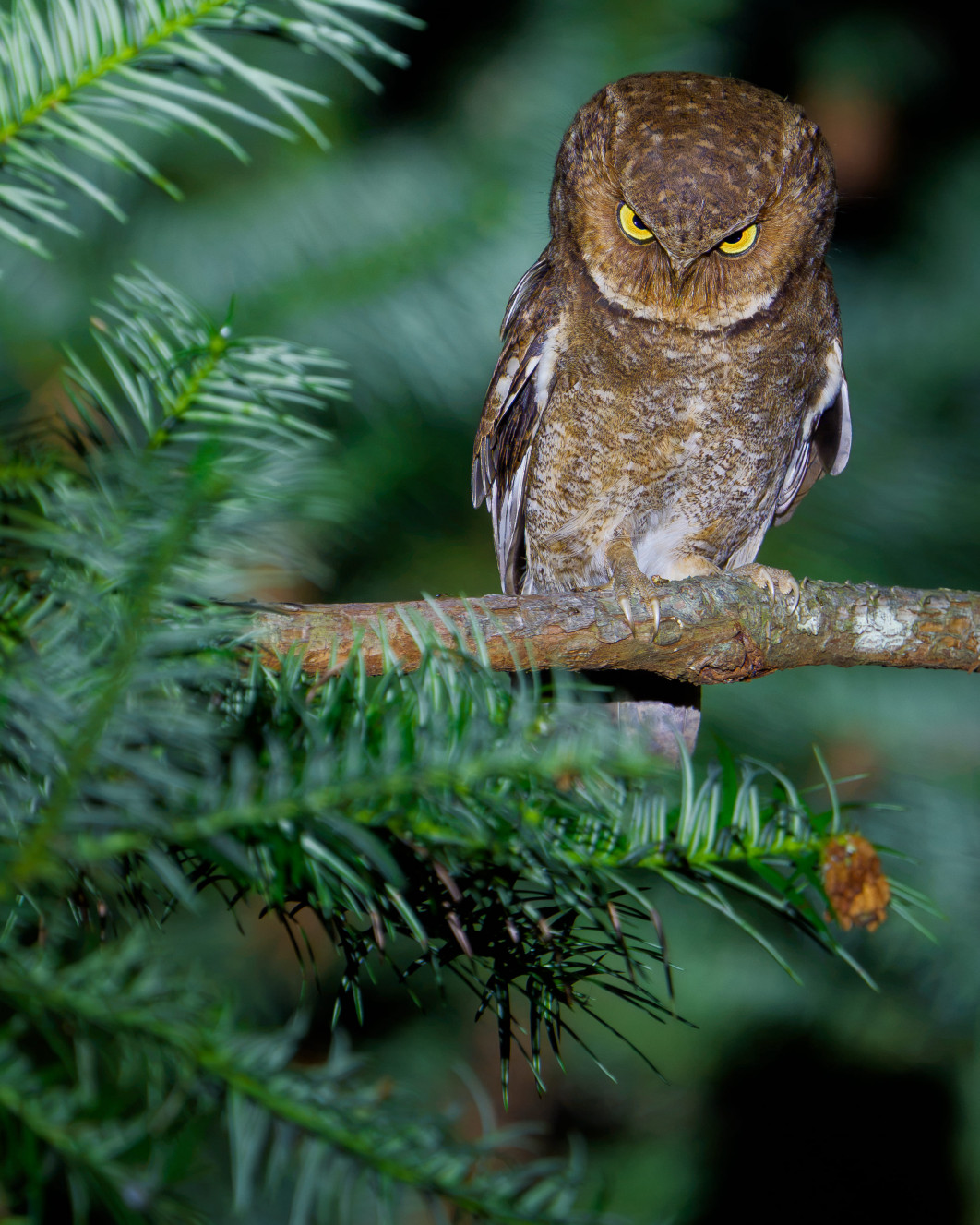 Fot. Ka Chun, Jacky Sung, "Resting Owl Face", zdjęcie finałowe / Nikon Comedy Wildlife Photograpy Awards 2026