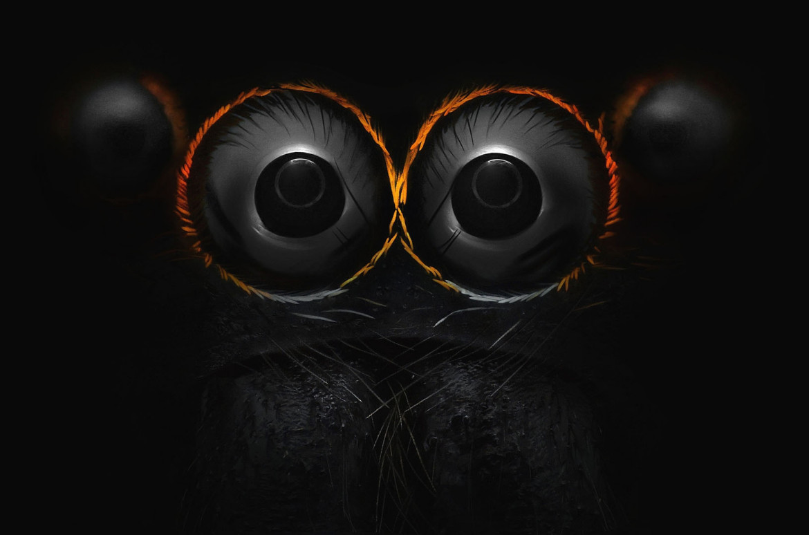 Oczy pająka skakunowatego, fot. Yousef Al Habshi 