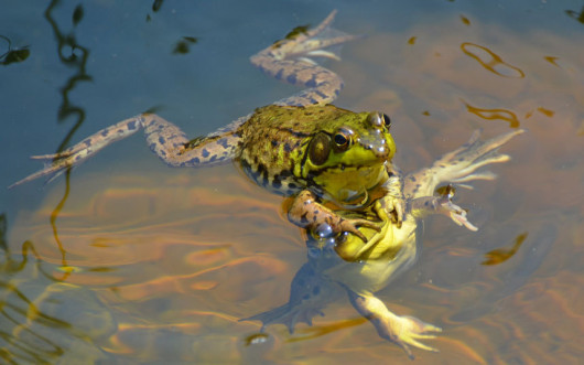 fot. comedywildlifephoto.com