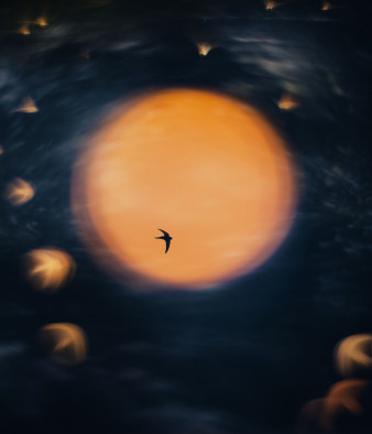 Nature Photographer of the Year 2025 - zobaczcie najlepsze zdjęcia natury. Polacy wśród wyróżnionych