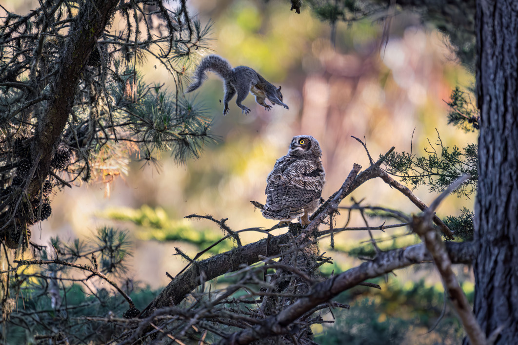 Fot. Kevin Lohman, "Are You Kidding Me?", zdjęcie finałowe / Nikon Comedy Wildlife Photograpy Awards 2026