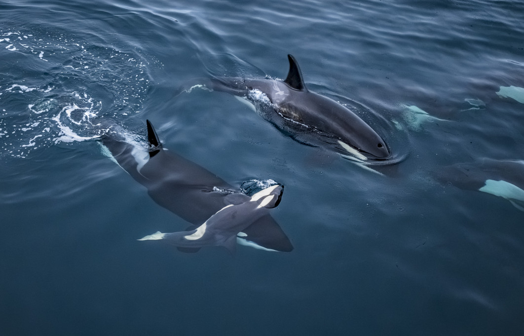 <strong>Fot. Vegard Byrkjeland Aasen / Wildlife Photographer of the Year 2026</strong><br /><br />


Vegard Byrkjeland Aasen obserwował dorosłą orkę podtrzymującą ciało młodego w lodowatych wodach norweskiego fiordu. Fotograf właśnie uruchomił drona, aby dokumentować obserwacje dla Norwegian Orca Survey, gdy jego uwagę zwróciła dorosła orka niosąca martwe młode. Co pewien czas upuszczała ciało, a następnie ponownie je podnosiła, kiedy zaczynało tonąć. Choć obserwacja była trudnym doświadczeniem, autor uznał, że ważne jest udokumentowanie tej chwili.
Zaobserwowano, że samice waleni unoszą noworodki głową ku powierzchni, aby umożliwić im zaczerpnięcie powietrza. Niewykluczone więc, że fotograf był świadkiem prób ożywienia młodego. Niektórzy badacze interpretują podobne zachowania jako przejaw silnej więzi łączącej matkę i potomstwo.