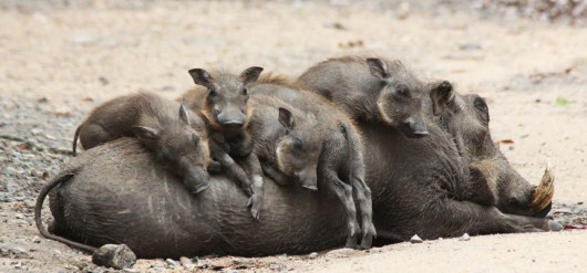 fot. comedywildlifephoto.com