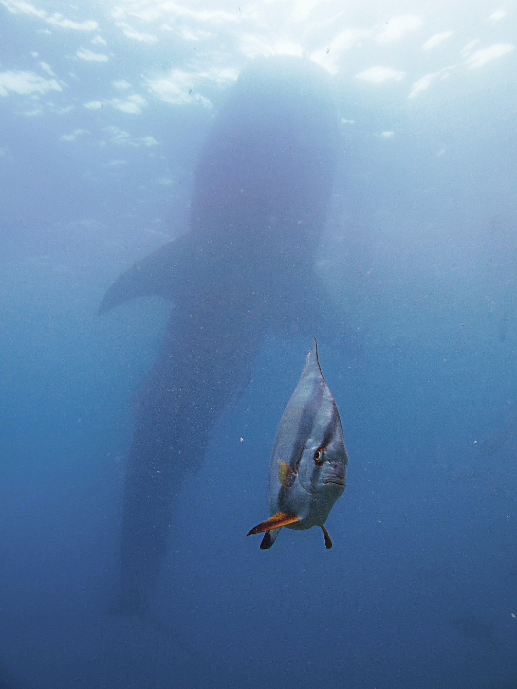 Fot. Kyo Chen, "A Very Pressured Spadefish", zdjęcie finałowe / Nikon Comedy Wildlife Photograpy Awards 2026