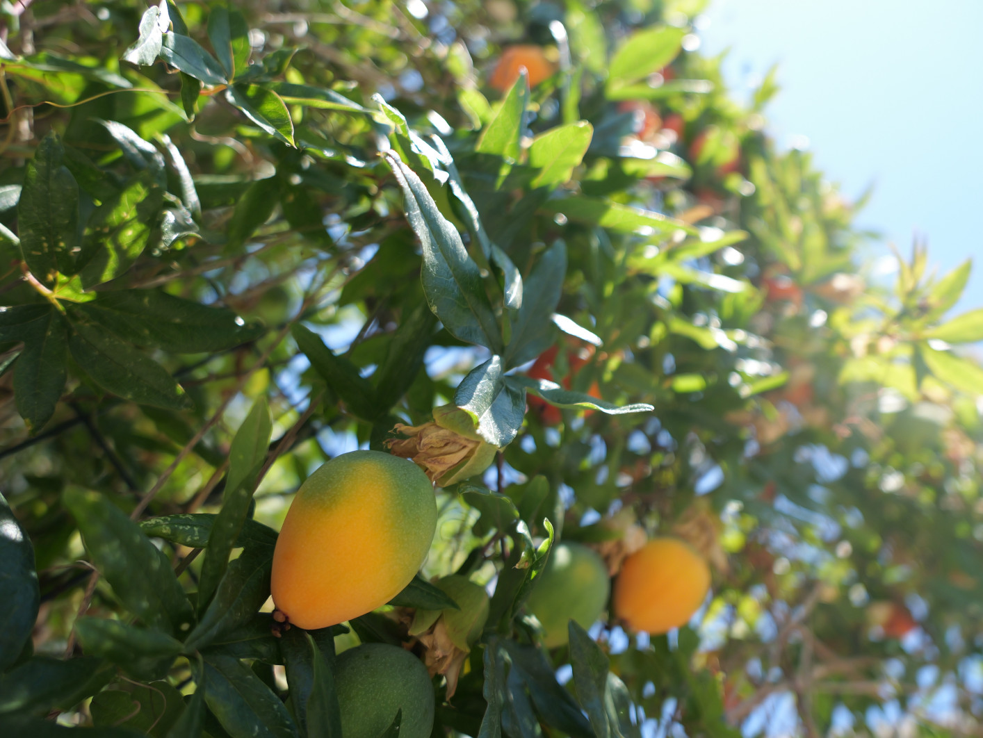 1/1300 s, f/1.7, ISO 100, 10.9 mm