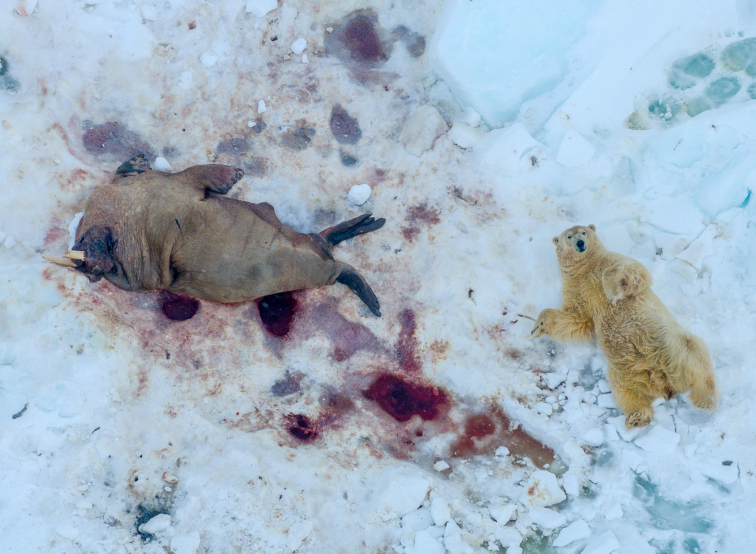 Fot. Pål Hermansen, &quot;Polar Meal&quot;, 1. miejsce w kat. Mammals / Nature Photographer of the Year 2025