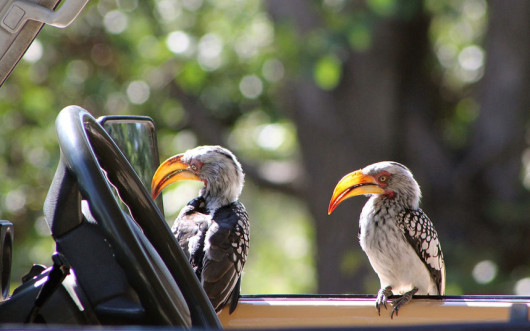 fot. comedywildlifephoto.com