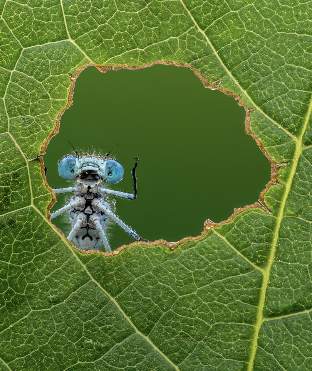 Fot. Lee Frost, "Nauture's Window", zdjęcie finałowe / Nikon Comedy Wildlife Photograpy Awards 2026