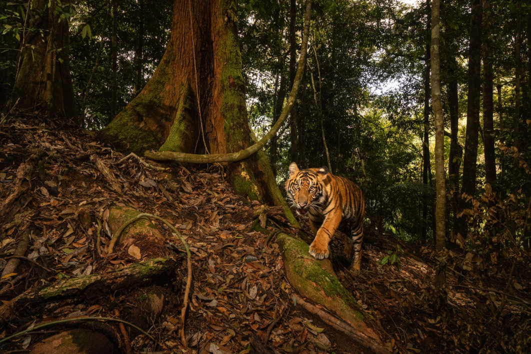 Fot. Vladimir Cech Jr., &quot;The Hidden Grail of Sumatra Island&quot;, 2. miejsce w kat. Mammals / Nature Photographer of the Year 2025