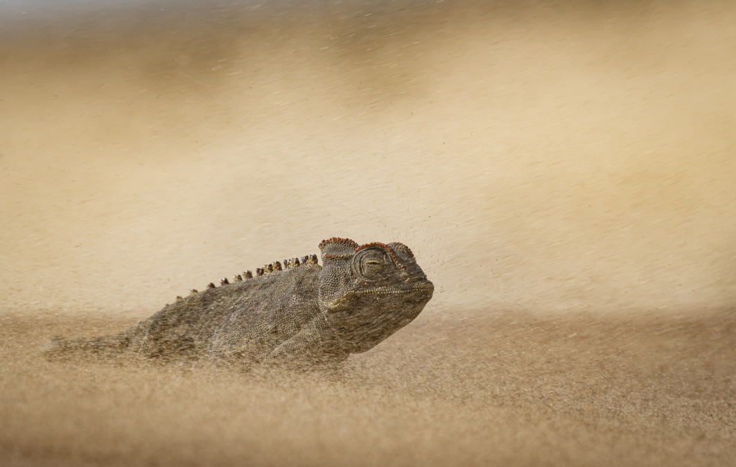 <strong>Fot. Dewald Tromp / Wildlife Photographer of the Year 2026</strong><br /><br />


Dewald Tromp sfotografował kameleona namaqua walczącego z burzą piaskową na pustyni Namib. Wiatr nasilił się, gdy fotografował zwierzę podczas nagłej zmiany pogody. Wkrótce oddychanie stało się trudne, a jak wspomina autor, „w ciągu kilku sekund ledwie można było dostrzec osobę stojącą obok”. Kameleony namaqua są pustynnymi specjalistami żywiącymi się owadami. Potrafią pozyskiwać wilgoć bezpośrednio z powietrza. Krople rosy zbierające się na ich skórze są kierowane do pyska za pomocą mikroskopijnych rowków. Zwierzęta wykorzystują także język do zbierania wody z mgły skraplającej się na roślinach, piasku i skałach.
