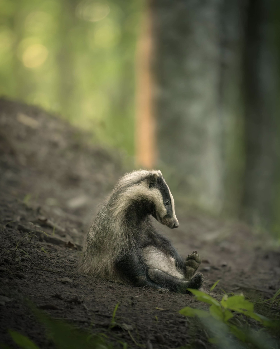 Fot. Lukas Andree Anderse, "Exhausted Badger Cub", zdjęcie finałowe / Nikon Comedy Wildlife Photograpy Awards 2026