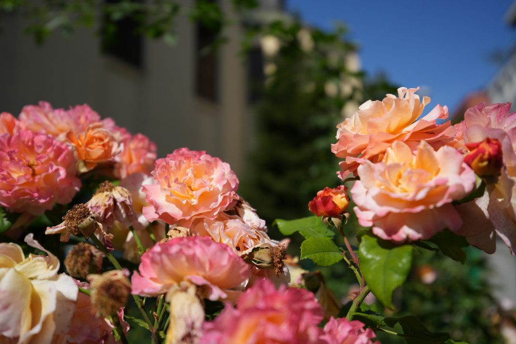 1/30 s, f/2,8, ISO 100, 30 mm 