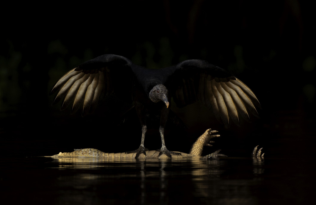 <strong>Fot. Andrew Parkinson / Wildlife Photographer of the Year 2026</strong><br /><br />

Andrew Parkinson sfotografował urubu czarnego nad ciałem kajmana żakare na mokradłach brazylijskiego Pantanalu. Kiedy zauważył ptaka, uznał, że okazja jest zbyt dobra, by ją przegapić. Pozostał w pewnej odległości łodzią i użył długiego teleobiektywu, aby podkreślić to, co określił jako „złowrogą naturę” sępnika. Poza kadrem jaguar czekał, by wyciągnąć kajmana z wody.
Kiedy ptak odleciał, jaguar zabrał swoją zdobycz. Dopiero wtedy fotograf zauważył na tylnej części głowy kajmana „podejrzanie czystą, prostą ranę”, która mogła powstać w wyniku uderzenia przez szybko płynącą łódź.