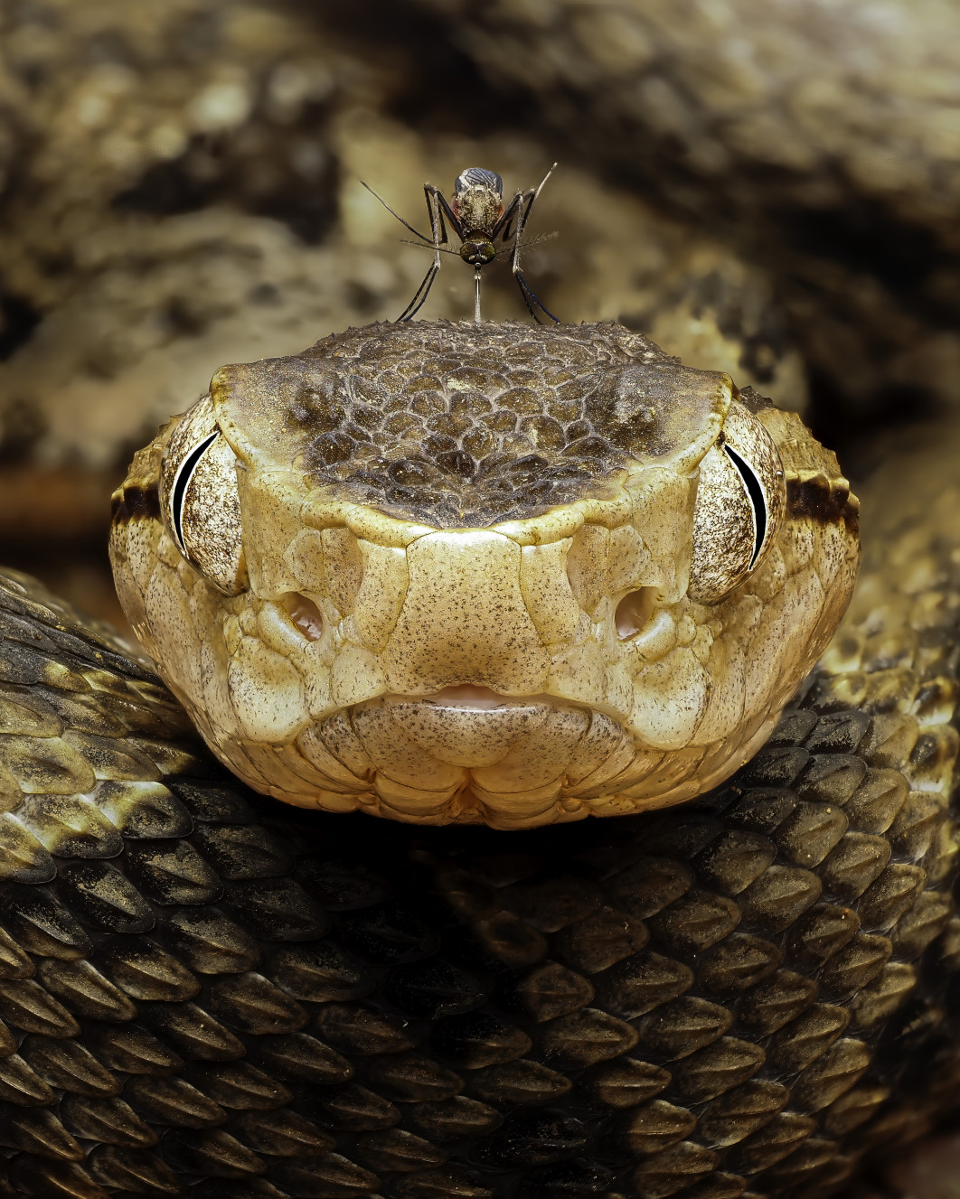 <strong>Fot. Andrea i Maceo Grammatico / Wildlife Photographer of the Year 2026 </strong><br /><br />



Andrea i Maceo Grammatico pokazali scenę z perspektywy węża: komar pije krew jadowitej żmii fer-de-lance. Bliźniacy określają to zdjęcie jako jeden z najbardziej wymagających stacków ostrości, jakie kiedykolwiek wykonali. Fotografowanie wymagało ogromnego skupienia i ostrożności. Co ciekawe, obecność komara na głowie węża zauważyli dopiero podczas późniejszego przeglądania zdjęć. Fer-de-lance to silnie jadowita żmija odpowiedzialna za największą liczbę śmiertelnych ukąszeń węży w Ameryce Środkowej. Skuteczny kamuflaż i zdolność przystosowania się do życia na plantacjach sprawiają, że zwierzęta te mogą zaskakiwać nieświadomych ich obecności pracowników.