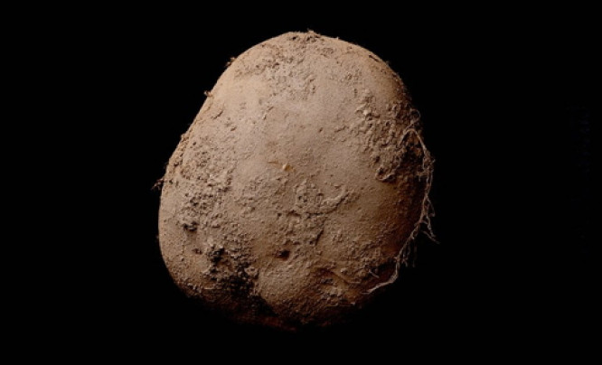 Zdjęcie ziemniaka sprzedane za milion dolarów