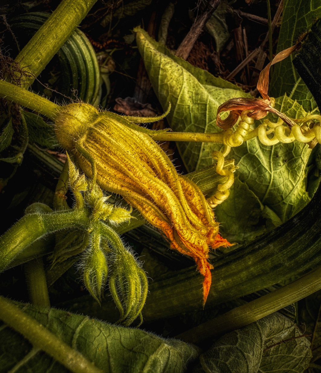 Fot. Linda Repasky, &quot;Squash Blossom&quot;, nagroda w kat. On the Phone in support of Action Against Hunger / World Food Photography Awards by Bimi 2025