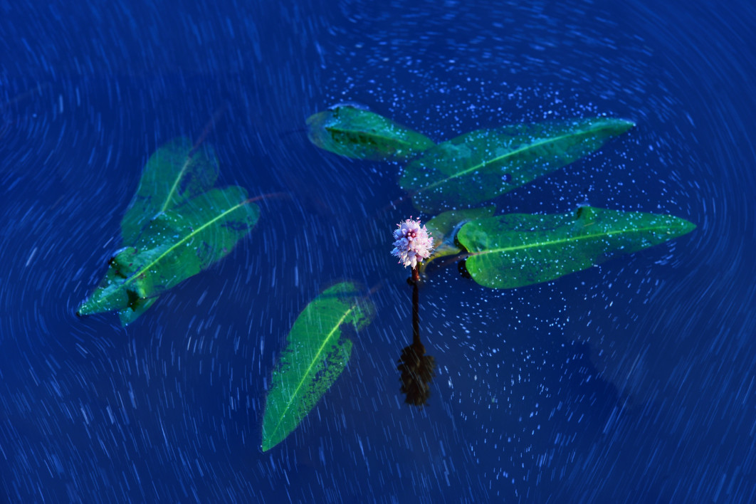 Fot. Balázs Ravasz, &quot;In The flow of Time&quot;, 2. miejsce w kat. Plants &amp; Funghi / Nature Photographer of the Year 2025