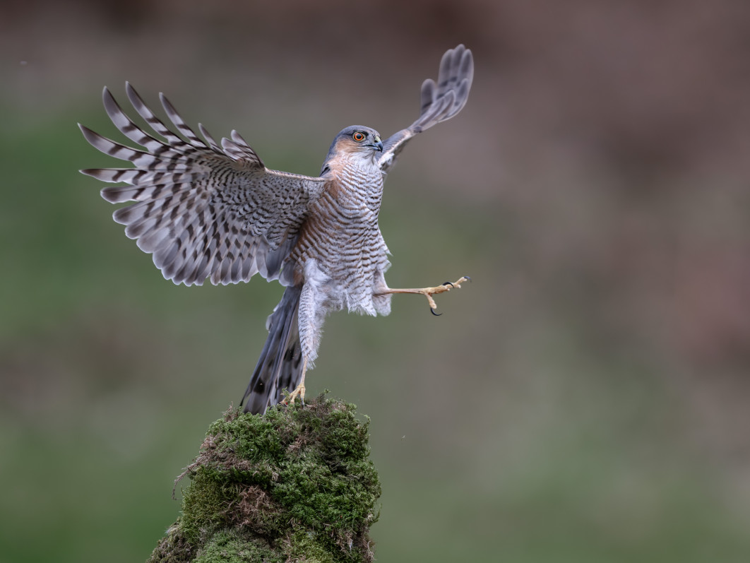 Fot. Robert Nairn, "Ballet Dancer", zdjęcie finałowe / Nikon Comedy Wildlife Photograpy Awards 2026