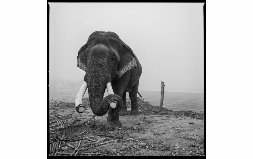 ARUN NANGLA - The elephant in the room - II miejsce w kategorii Photojournalism (zdjęcie z serii)