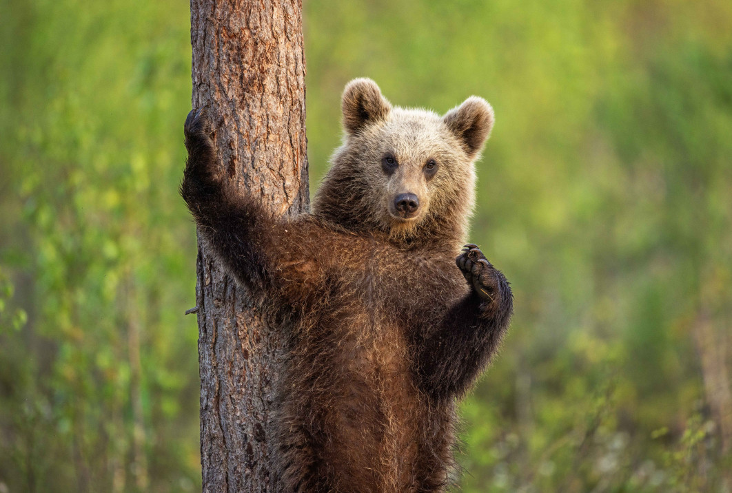 Fot. Rosie Barret, "For the Gram", zdjęcie finałowe / Nikon Comedy Wildlife Photograpy Awards 2026 