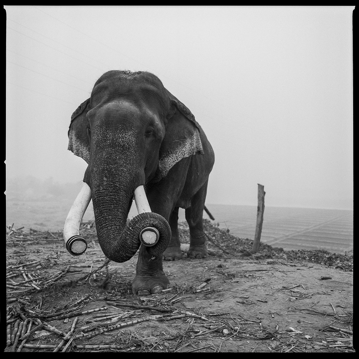 ARUN NANGLA - The elephant in the room - II miejsce w kategorii Photojournalism (zdjęcie z serii)