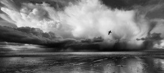Najlepsze zdjęcia z konkursu British Wildlife Photography Awards 2016