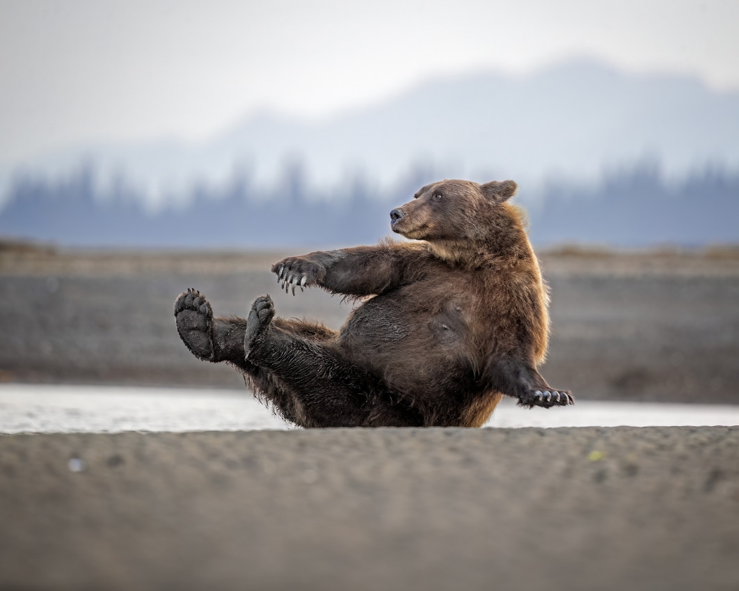 Fot. Scott Suriano, "Morning Calisthenics", zdjęcie finałowe / Nikon Comedy Wildlife Photograpy Awards 2026