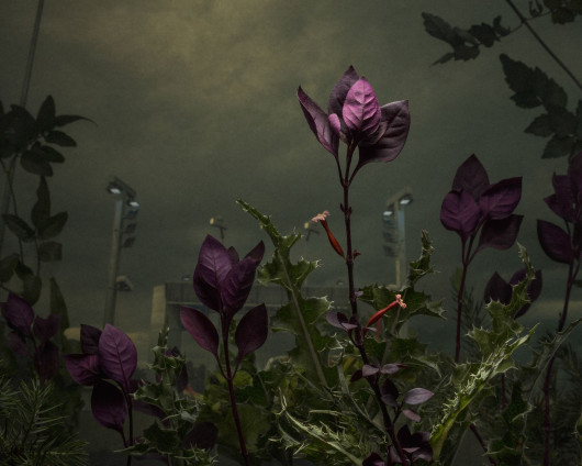 DANIEL SHIPP - zwycięzca w kategorii FINE ART (zdjęcie pochodzi z serii Botanical Inquiry)