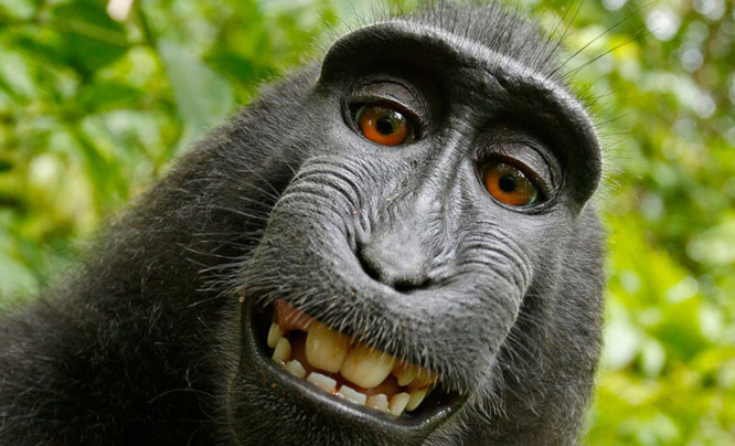 Słodko-gorzki finał głośnego sporu o autoportret makaka. Małpa nie ma prawa do zdjęcia, ale...