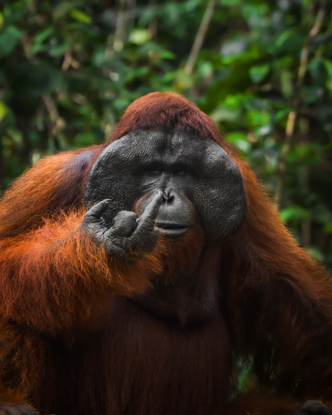 Fot. Tanner Mansell, "Orangutan with attitude", zdjęcie finałowe / Nikon Comedy Wildlife Photograpy Awards 2026