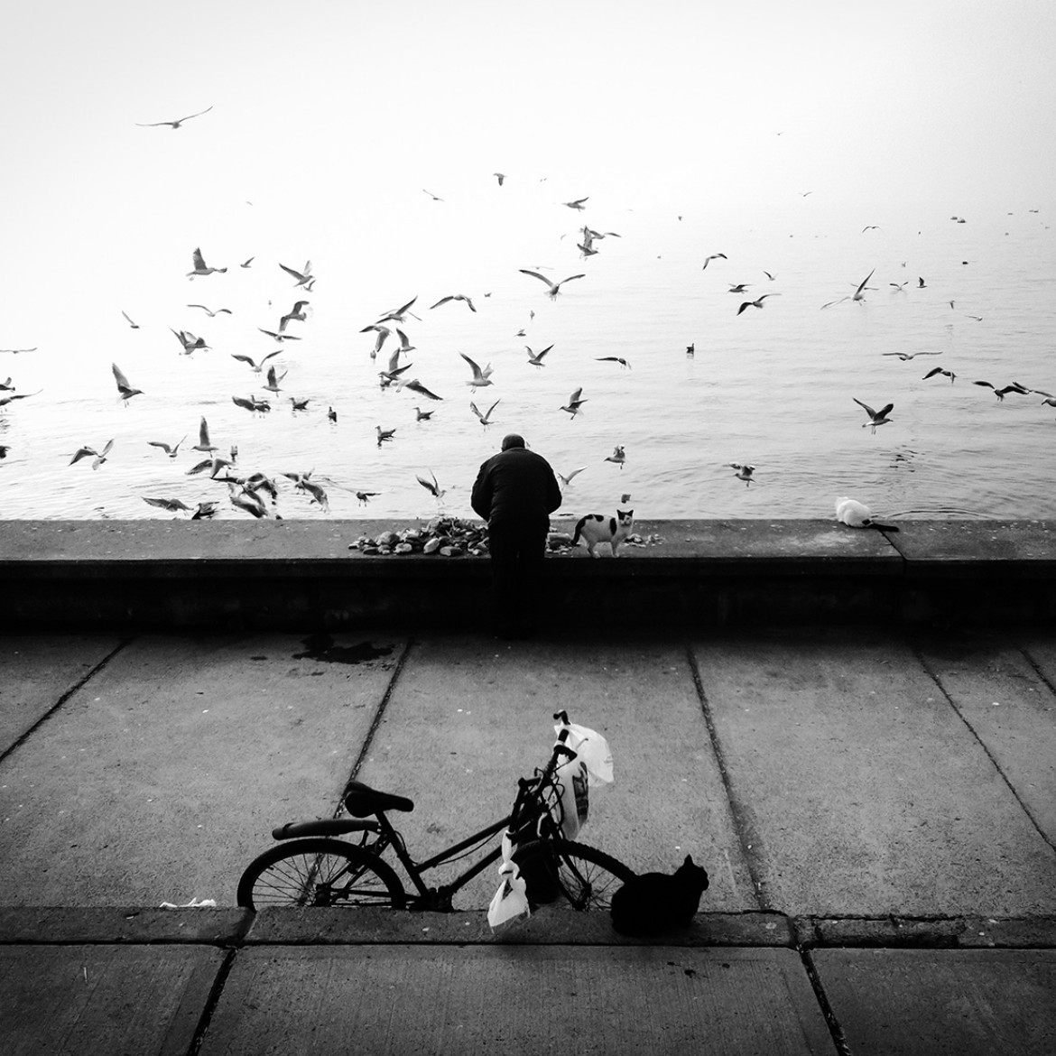 SEVIL ALKAN - Stray with me - I miejsce w kategorii Street Photography (zdjęcie z serii)