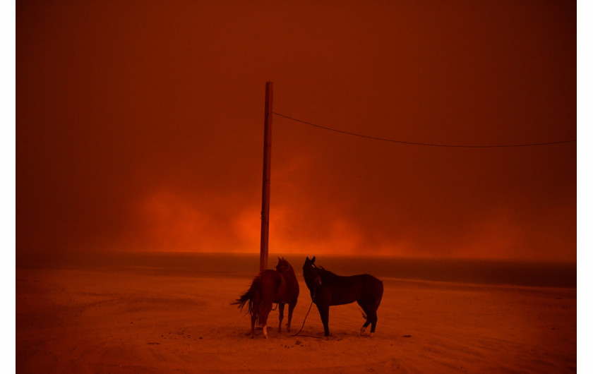 fot. Wally Skalij, Los ANgeles Times, Evacuated, 2. miejsce w kategorii Environment.

Zeszłoroczne pożary lasów w Kaliforni były jednymi z najgorszych w historii, pochłaniając ponad 676 000 hektarów terenu. Na zdjęciu konie uratowane przed ogniem na plaż Zuma w Malibu. 10 listopada 2018.