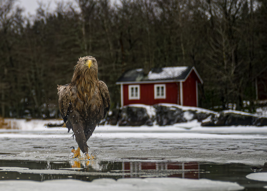 Fot. Tapani Linnanmaki, "Fashion fades, feather coats are forever", zdjęcie finałowe / Nikon Comedy Wildlife Photograpy Awards 2026 