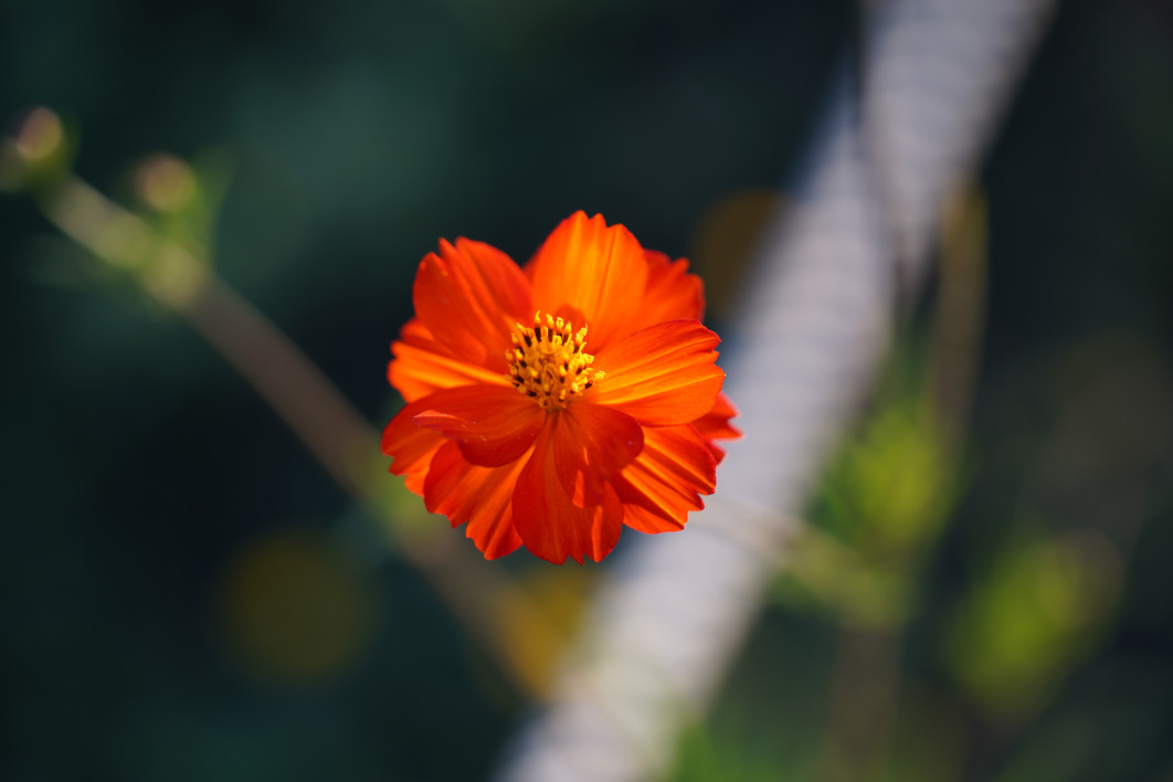 1/250 s, f/2.8, ISO 100, 105 mm