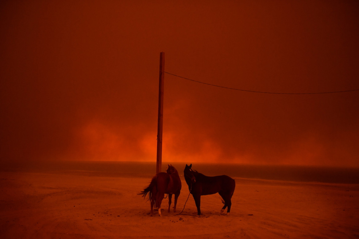 fot. Wally Skalij, Los ANgeles Times, "Evacuated", 2. miejsce w kategorii Environment.

Zeszłoroczne pożary lasów w Kaliforni były jednymi z najgorszych w historii, pochłaniając ponad 676 000 hektarów terenu. Na zdjęciu konie uratowane przed ogniem na plaż Zuma w Malibu. 10 listopada 2018.