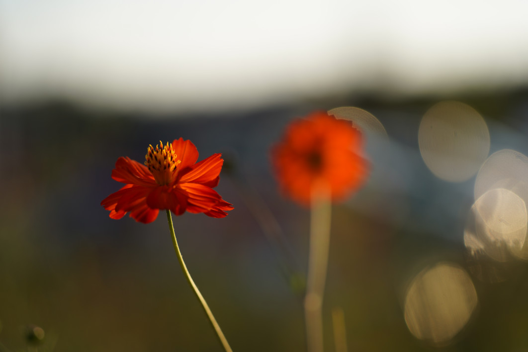 1/800 s, f/2.8, ISO 100, 102 mm