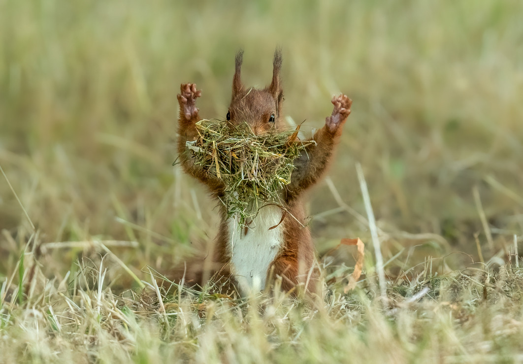Fot. Udo Harms, "Little Godzilla", zdjęcie finałowe / Nikon Comedy Wildlife Photograpy Awards 2026