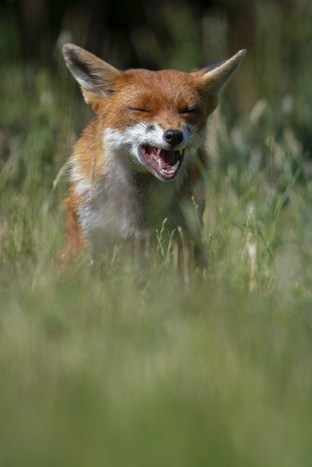 Fot. Jack Brackley, "Heard the one about the fox?", zdjęcie finałowe / Nikon Comedy Wildlife Photograpy Awards 2026
