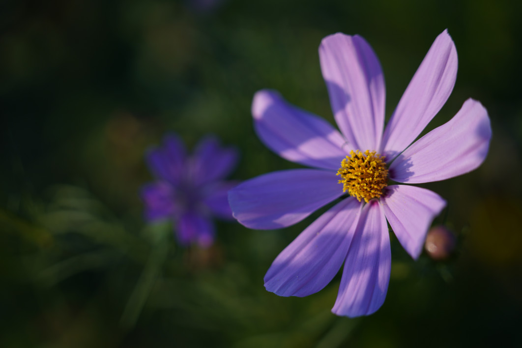 1/800 s, f/2.8, ISO 100, 105 mm