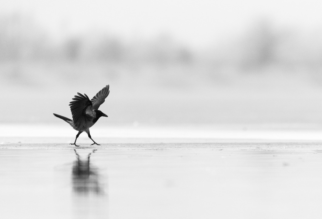 Fot. Matei Maracineanu, "Walking to School", zdjęcie finałowe / Nikon Comedy Wildlife Photograpy Awards 2026