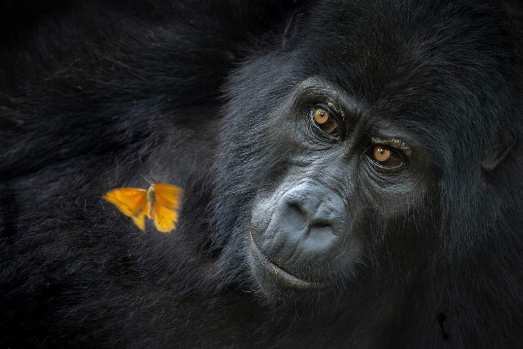 Fot. Mary Schrader, &quot;Shared Wonder&quot;, 1. miejsce w kat. Animal Portrait / Nature Photographer of the Year 2025