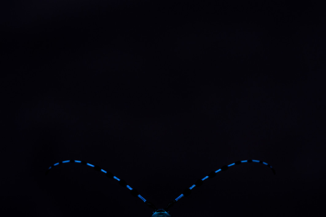 Fot. Daniela Graf, &quot;Beast In Black&quot;, 2. miejsce w kat. Animal Portrait / Nature Photographer of the Year 2025